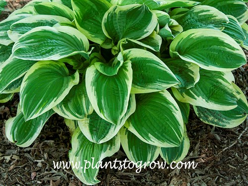 Hosta 'Blazing Saddles'